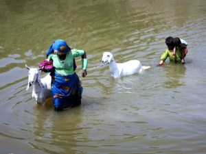 258772-floodsbadinREUTERS-1316774782-950-640x480