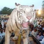 Nawaz tiger